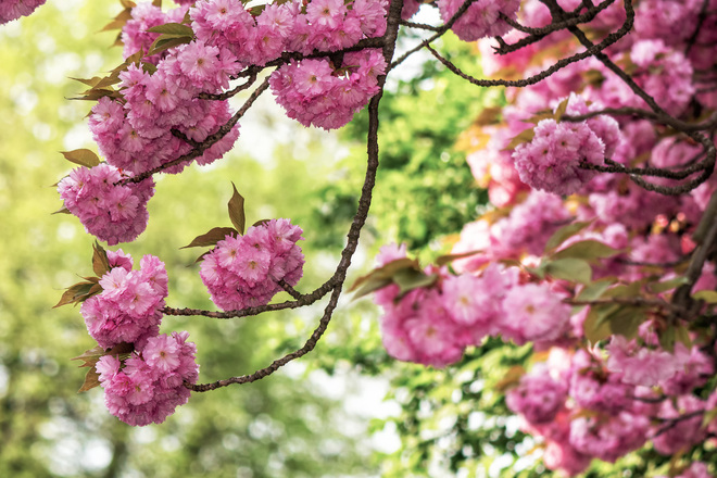 sakura